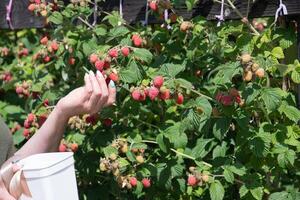 Yung Frau Picks reif Himbeeren im ein Korb, Sommer- Ernte von Beeren foto