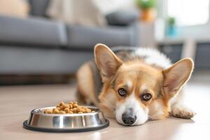 Corgy ist Lügen auf das Fußboden in der Nähe von das rostfrei Stahl Schüssel von trocken knabbern Hund Essen foto