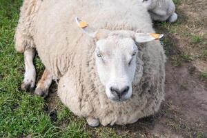 einer Fett Weiß Schaf mit dick Weiß wolle Verlegung auf Grün Gras foto