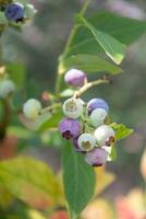 bunt unreif Grün, Blau, lila Blaubeeren auf ein Zweig, Sommer- Ernte foto