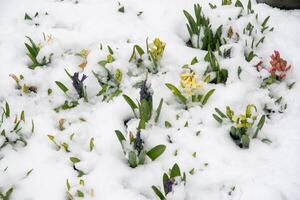 bunt Hyazinthen bedeckt durch Schnee draußen, Wetter Anomalien, Schneeglöckchen foto