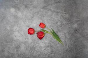 rot Tulpen auf grau Zement Hintergrund Minimalismus oben Sicht, Ostern Dekor, Frühling foto