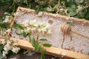 immer noch Leben mit voll Waben, Glas von ocacia Honig auf Tisch, organisch angereichert Bienenzucht Produkt,Alternative Medizin foto