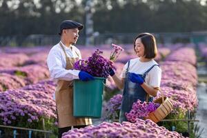 Mannschaft von asiatisch Farmer und Florist ist Arbeiten im das Bauernhof während Schneiden lila Chrysantheme Blume mit Gartenschere zum Schnitt Blume Geschäft zum tot Überschrift, Anbau und Ernte Jahreszeit foto