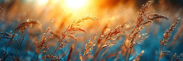 das Sonne ist niedrig im das Himmel, Gießen ein warm glühen Über ein riesig Feld von Grün Gras foto