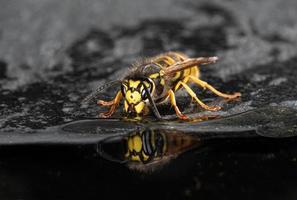 eine Nahaufnahme einer einzelnen Wespe am Rande eines Pools trinken. die Wespe spiegelt sich im Wasser foto