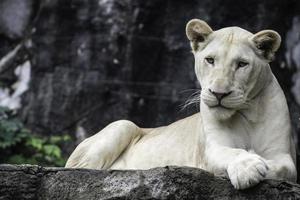 weißer Löwe auf dem Felsen foto