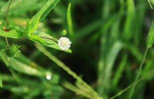 Blumen von Gras und wild Pflanzen Das blühen schön im das Morgen foto