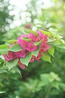 Bougainvillea Blumen, Blume Pflanzen Das sind im großartig Nachfrage wie Zier Pflanzen um das Haus foto