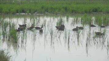 ein Gruppe von Enten suchen zum natürlich Essen im Gras bedeckt landwirtschaftlich Land foto