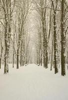 Winterlandschaft in einem schneebedeckten Park nach einem schweren nassen Schneefall. Eine dicke Schneeschicht liegt auf den Ästen der Bäume foto