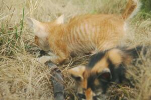 Kätzchen spielen im das trocken Gras während das trocken Jahreszeit foto