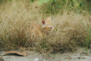 Kätzchen spielen im das trocken Gras während das trocken Jahreszeit foto