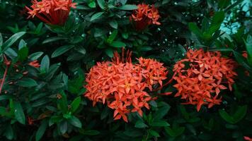 Ashoka Blumen blühen schön im das trocken Jahreszeit im ländlich Bereiche von Indonesien foto