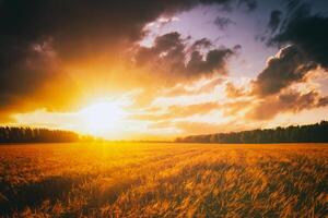 Sonnenuntergang oder Dämmerung im ein Roggen oder Weizen Feld mit ein dramatisch wolkig Himmel während Sommer. Ästhetik von Jahrgang Film. foto