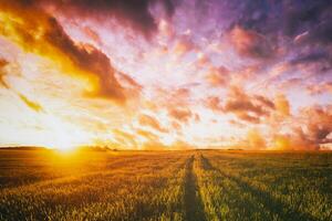 Sonnenuntergang oder Dämmerung im ein Roggen oder Weizen Feld mit ein dramatisch wolkig Himmel während Sommer. Ästhetik von Jahrgang Film. foto