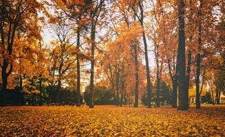 golden Herbst im ein Stadt Park mit Bäume und gefallen Blätter auf ein wolkig Tag. Jahrgang Film ästhetisch. foto
