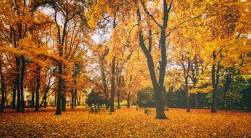 golden Herbst im ein Stadt Park mit Bäume und gefallen Blätter auf ein wolkig Tag. Jahrgang Film ästhetisch. foto