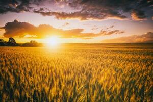 Sonnenuntergang oder Dämmerung im ein Roggen oder Weizen Feld mit ein dramatisch wolkig Himmel während Sommer. Ästhetik von Jahrgang Film. foto