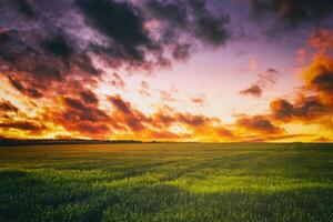 Sonnenuntergang oder Dämmerung im ein Roggen oder Weizen Feld mit ein dramatisch wolkig Himmel während Sommer. Ästhetik von Jahrgang Film. foto