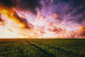 Sonnenuntergang oder Dämmerung im ein Roggen oder Weizen Feld mit ein dramatisch wolkig Himmel während Sommer. Ästhetik von Jahrgang Film. foto