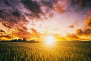 Sonnenuntergang oder Dämmerung im ein Roggen oder Weizen Feld mit ein dramatisch wolkig Himmel während Sommer. Ästhetik von Jahrgang Film. foto