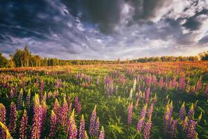 Sonnenuntergang oder Sonnenaufgang auf ein Feld mit wild Lupinen und Wildblumen und dramatisch wolkig Himmel im Sommer. Jahrgang Film ästhetisch. foto