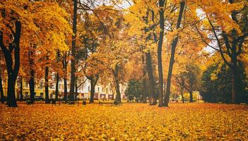 golden Herbst im ein Stadt Park mit Bäume und gefallen Blätter auf ein wolkig Tag. Jahrgang Film ästhetisch. foto