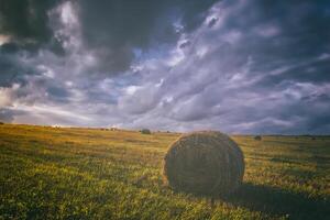 ein Feld mit Heuhaufen auf ein Sommer- oder früh Herbst Abend mit ein wolkig Himmel im das Hintergrund. Beschaffung von Tier Futter im Landwirtschaft. Jahrgang Film ästhetisch. foto