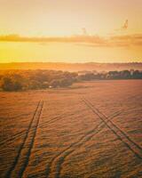 oben Aussicht von ein Sonnenuntergang oder Sonnenaufgang im ein landwirtschaftlich Feld mit Ohren von jung golden Roggen. Jahrgang Film ästhetisch. foto