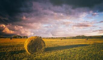 ein Feld mit Heuhaufen auf ein Sommer- oder früh Herbst Abend mit ein wolkig Himmel im das Hintergrund. Beschaffung von Tier Futter im Landwirtschaft. Jahrgang Film ästhetisch. foto