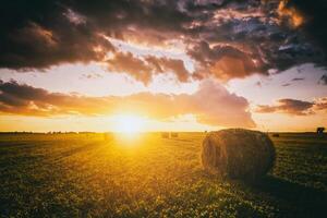 Sonnenuntergang im ein Feld mit Heuhaufen auf ein Sommer- oder früh Herbst Abend mit ein wolkig Himmel im das Hintergrund. Beschaffung von Tier Futter im Landwirtschaft. Jahrgang Film ästhetisch. foto