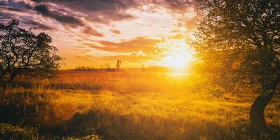 Sonnenaufgang im ein Frühling Feld mit Grün Gras, Lupine Sprossen, Nebel auf das Horizont, Bäume auf ein Vordergrund und wolkig Himmel. Jahrgang Film ästhetisch. foto