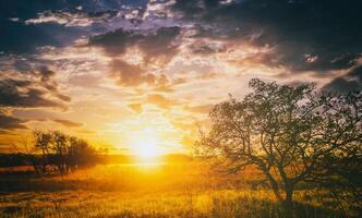 Sonnenaufgang im ein Frühling Feld mit Grün Gras, Lupine Sprossen, Nebel auf das Horizont, Bäume auf ein Vordergrund und wolkig Himmel. Jahrgang Film ästhetisch. foto