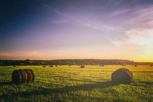 ein Feld mit Heuhaufen auf ein Sommer- oder früh Herbst Abend mit ein wolkig Himmel im das Hintergrund. Beschaffung von Tier Futter im Landwirtschaft. Jahrgang Film ästhetisch. foto