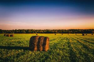 ein Feld mit Heuhaufen auf ein Sommer- oder früh Herbst Abend mit ein wolkig Himmel im das Hintergrund. Beschaffung von Tier Futter im Landwirtschaft. Jahrgang Film ästhetisch. foto