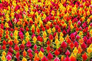 rot und Gelb Zier Blumen Natur Hintergrund. foto