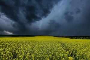 ein Annäherung Gewitter im ein blühen Raps Feld. foto