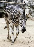 gemeiner zebrahengst, der zoo läuft foto