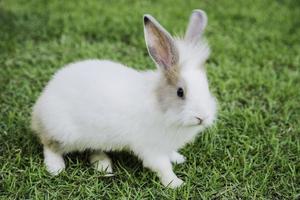 Cottontail Hase frisst Gras im Garten foto