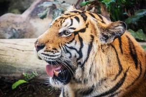 heftiger Tigerboden schwarzer Hintergrund ein schönes Licht foto