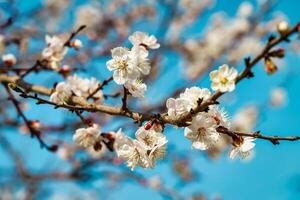 Kirsche blühen Geäst beleuchtet durch Sonnenlicht im Frühling. foto