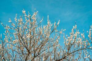 Kirsche blühen Geäst beleuchtet durch Sonnenlicht im Frühling. foto