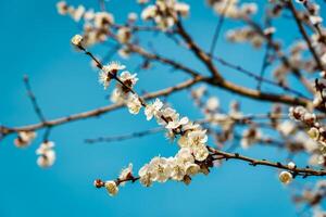 Kirsche blühen Geäst beleuchtet durch Sonnenlicht im Frühling. foto