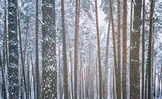 Schneefall im ein Kiefer Wald auf ein Winter wolkig Tag. Kiefer Stämme bedeckt mit Schnee. Jahrgang Film ästhetisch. foto