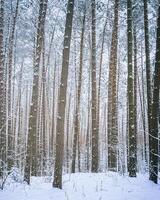 Schneefall im ein Kiefer Wald auf ein Winter wolkig Tag. Kiefer Stämme bedeckt mit Schnee. Jahrgang Film ästhetisch. foto