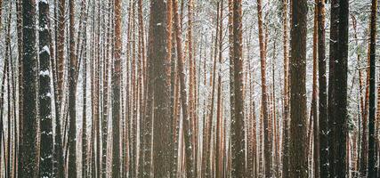 Schneefall im ein Kiefer Wald auf ein Winter wolkig Tag. Kiefer Stämme bedeckt mit Schnee. Jahrgang Film ästhetisch. foto