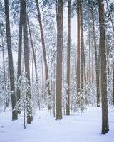 Schneefall im ein Kiefer Wald auf ein Winter wolkig Tag. Kiefer Stämme bedeckt mit Schnee. Jahrgang Film ästhetisch. foto