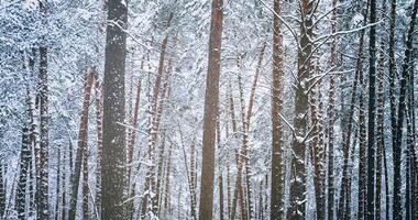 Schneefall im ein Kiefer Wald auf ein Winter wolkig Tag. Kiefer Stämme bedeckt mit Schnee. Jahrgang Film ästhetisch. foto