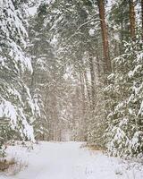 Schneefall im ein Kiefer Wald auf ein Winter wolkig Tag. Kiefer Stämme bedeckt mit Schnee. Jahrgang Film ästhetisch. foto